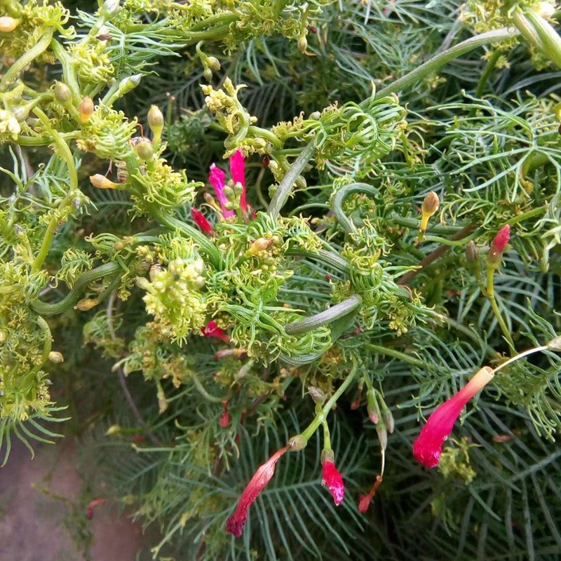 羽葉蔦蘿 羽葉蔦蘿