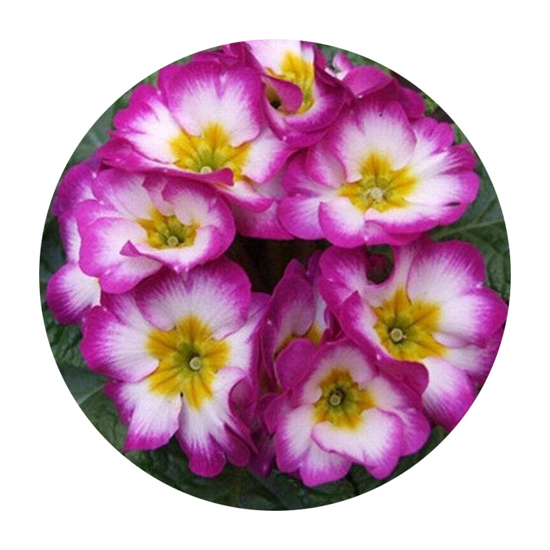 歐洲報春 歐洲報春