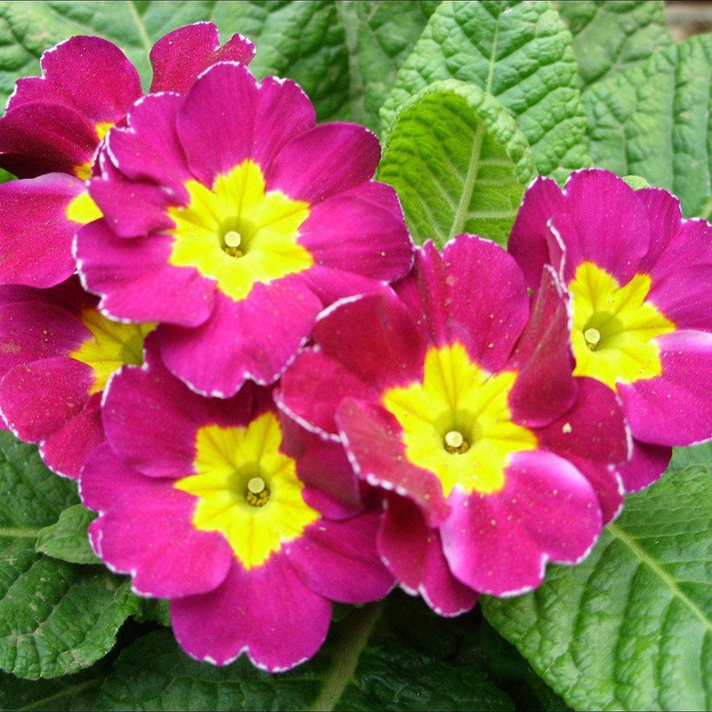 歐洲報春 歐洲報春