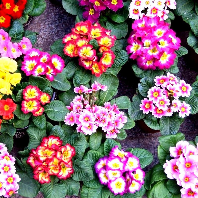 歐洲報春 歐洲報春