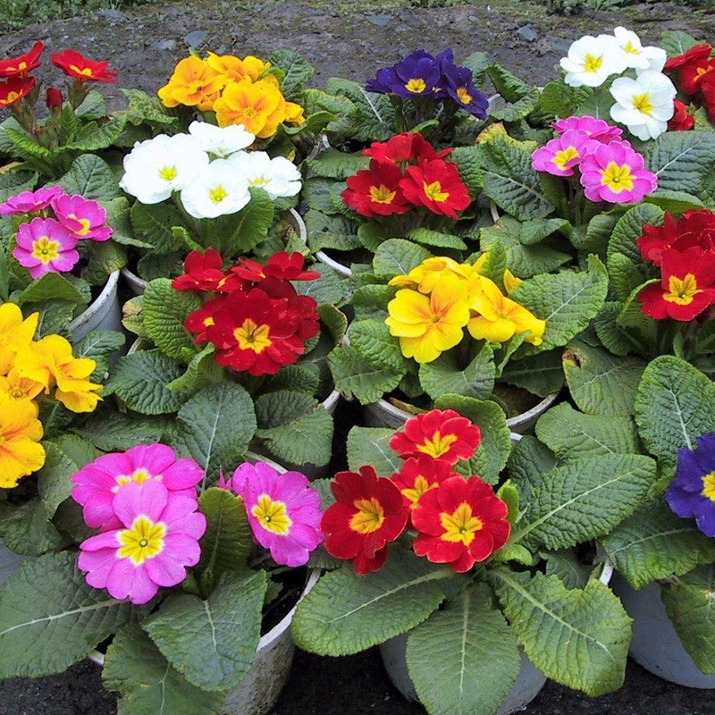 歐洲報春 歐洲報春