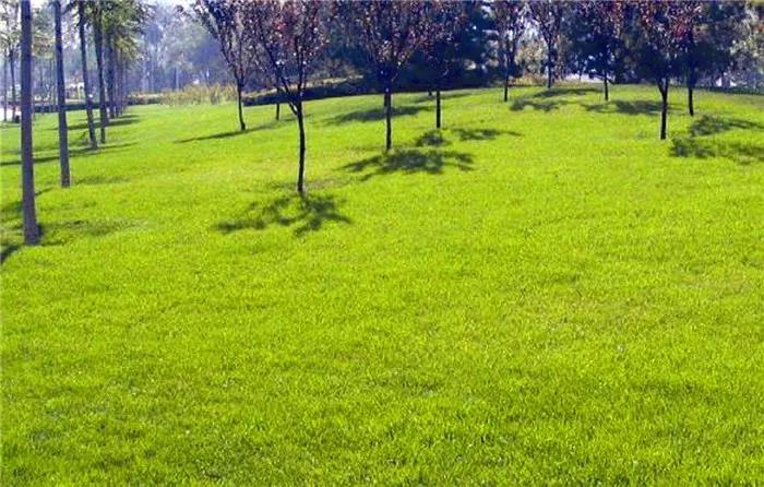 長(zhǎng)三角地區(qū)冬季混播草坪養(yǎng)護(hù)技術(shù)與管理方法 長(zhǎng)三角地區(qū)冬季混播草坪養(yǎng)護(hù)技術(shù)與管理方法