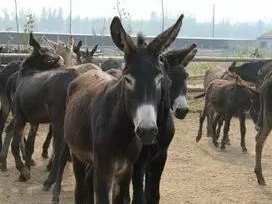 哪些牧草種子養驢比較好？種植率比較高？