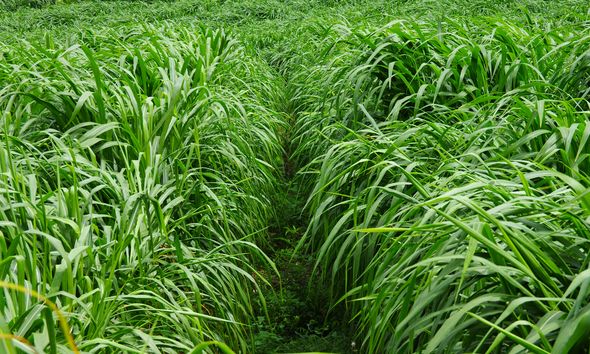 養牛最適合種植什么牧草比較好？種植方法是什么？