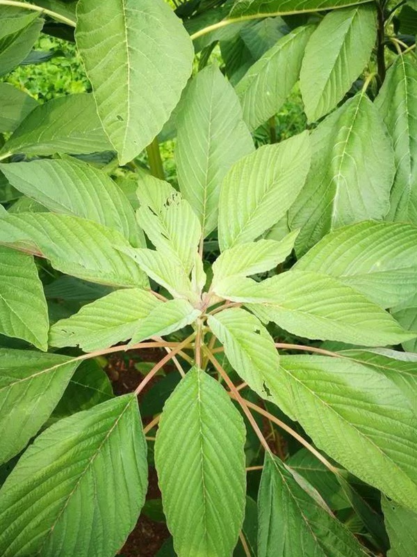 養豬用什么牧草種植比較好？