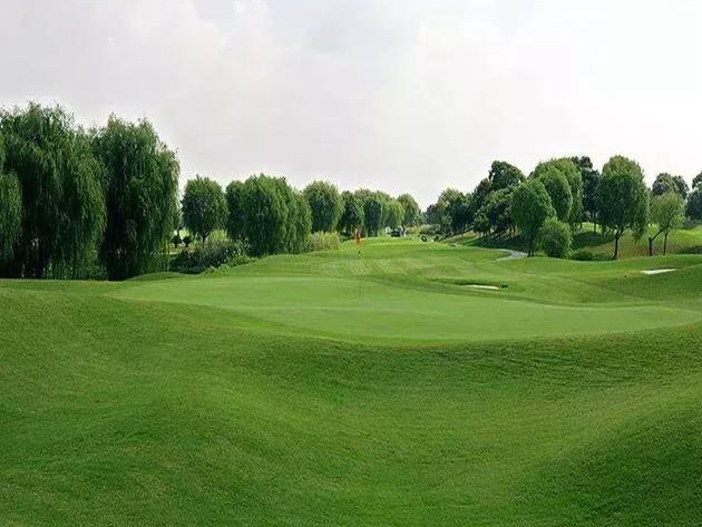 公路護坡常用草坪種子——高羊茅