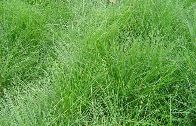 優(yōu)質(zhì)牧草種子紫羊茅優(yōu)點(diǎn)有哪些，還有哪些需要注意的