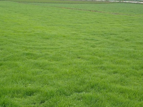 堿茅草種子多久能發(fā)芽，播種方法是什么？