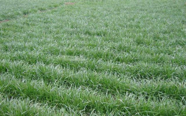 一次種植,多次收益的優(yōu)質(zhì)牧草——多年生黑麥草 一次種植,多次收益的優(yōu)質(zhì)牧草——多年生黑麥草