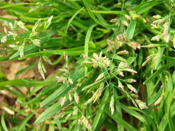 草坪種子——小麥田早熟禾怎么除?有什么方法去除? 草坪種子——小麥田早熟禾怎么除?有什么方法去除?