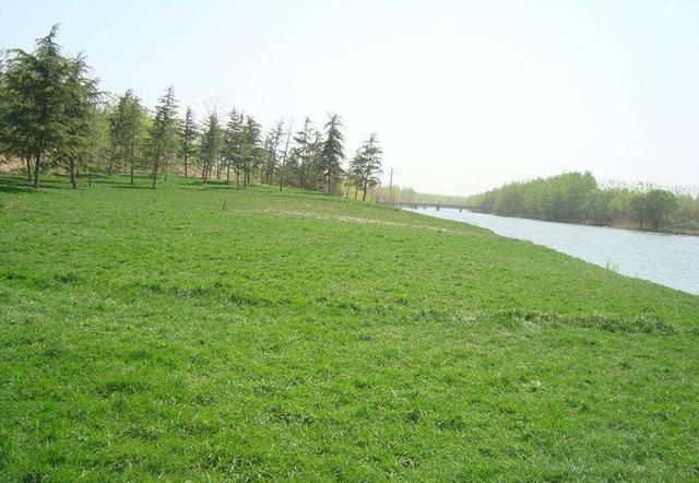 生命力頑強、耐踐踏又美觀的狗牙根草坪 生命力頑強、耐踐踏又美觀的狗牙根草坪