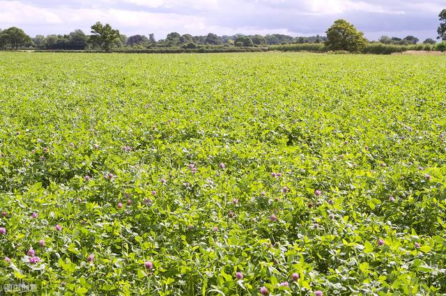 想要紅三葉牧草產量高，應該怎么做？