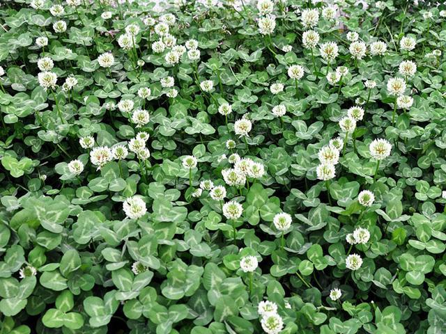 綠化草坪種子種植,白三葉的有點(diǎn)有哪些 綠化草坪種子種植,白三葉的有點(diǎn)有哪些