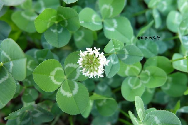 白三葉草，不但栽培，觀賞期長，管理方法簡單而且花繁葉茂