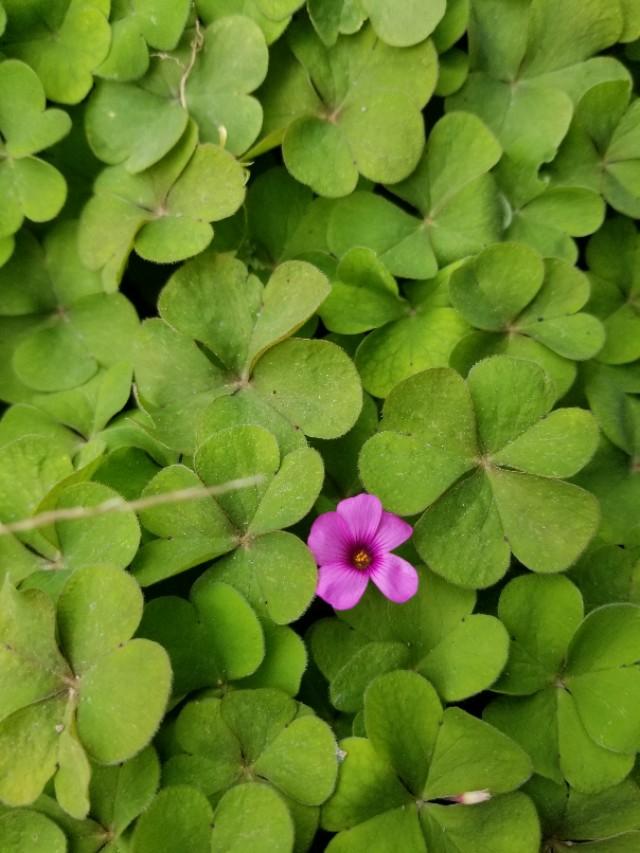 白三葉和紅花酢漿草識別技術要點有哪些