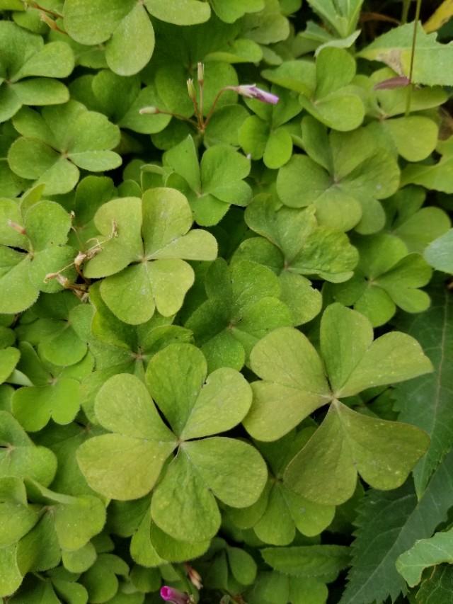白三葉和紅花酢漿草識別技術要點有哪些