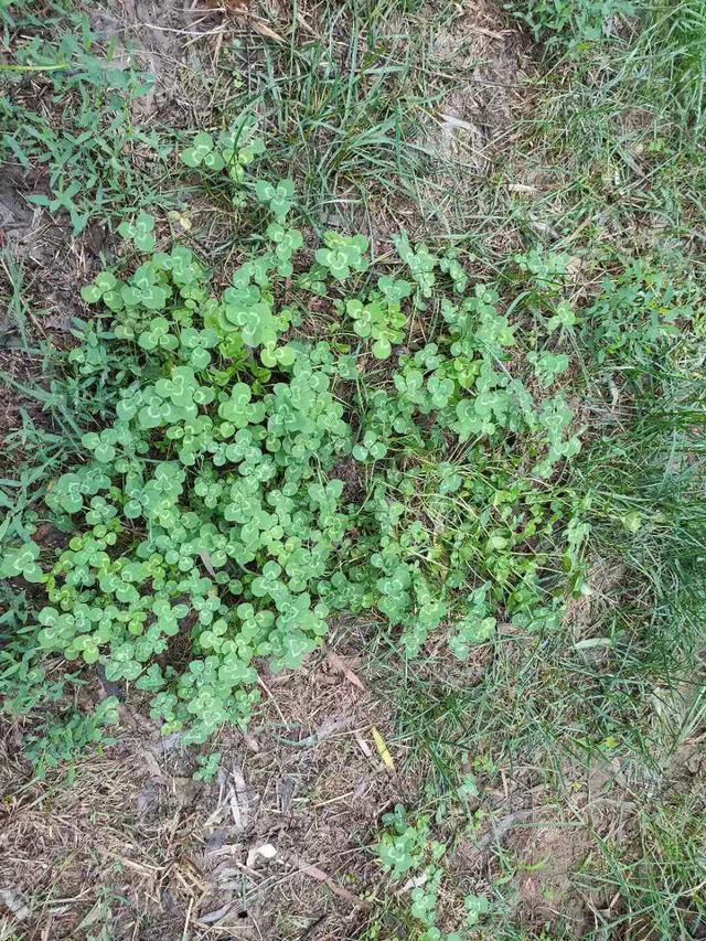 怎么樣防除草坪中白花三葉草，有什么好的方法
