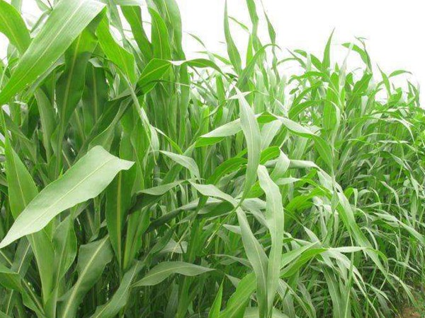 大力士甜高粱能不能留種