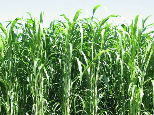 大力士甜高粱能不能留種