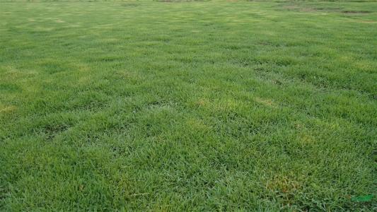 優質草坪草——結縷草經濟價值與播種技術