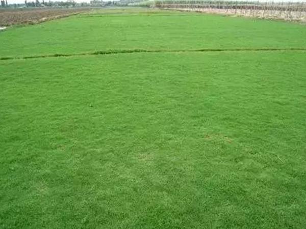 不同氣候地區(qū)怎么選擇綠化草種?有什么好的方法? 不同氣候地區(qū)怎么選擇綠化草種?有什么好的方法?