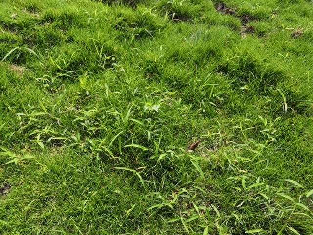 結(jié)縷草草坪雜草種植應(yīng)該注意什么，有哪些好的方法