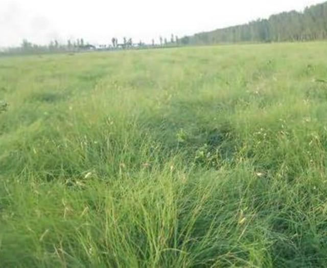 野牛草種植技術(shù)以及養(yǎng)護(hù)管理方法有哪些