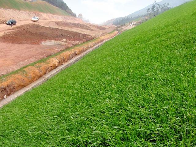 百喜草如何種植,種植方法是什么? 百喜草如何種植,種植方法是什么?