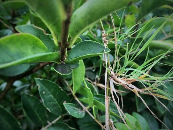 生命力頑強的草，它的名字盡然叫“狗牙根”