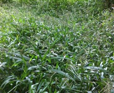 南方地區適宜種植的牧草---寬葉雀稗