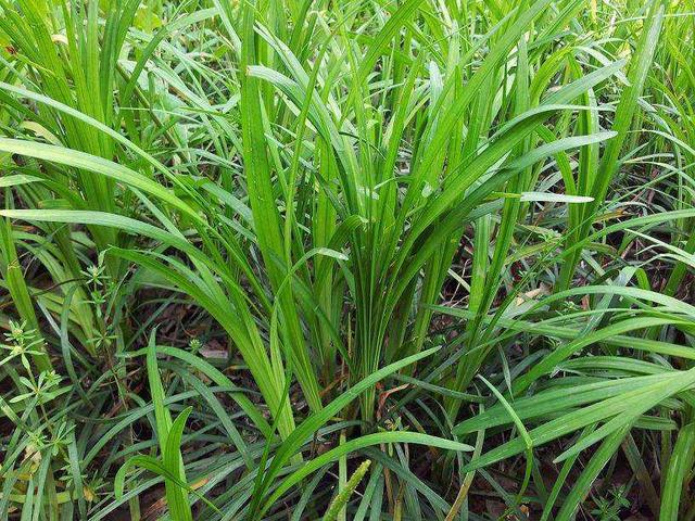 想要披堿草種子的發芽率高,有什么好的方法? 想要披堿草種子的發芽率高,有什么好的方法?