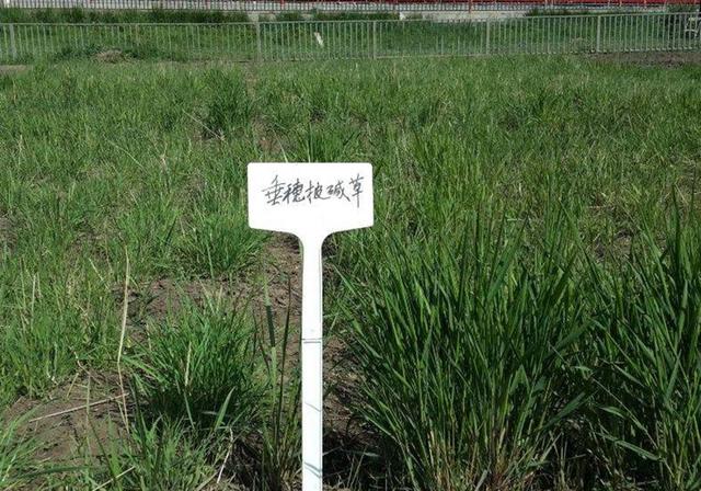 耐活堿草農作物，要知道它的生物特性，種植起來很簡單