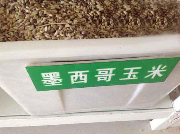 墨西哥玉米草種子種植技術,掌握好才能順利養殖 墨西哥玉米草種子種植技術,掌握好才能順利養殖