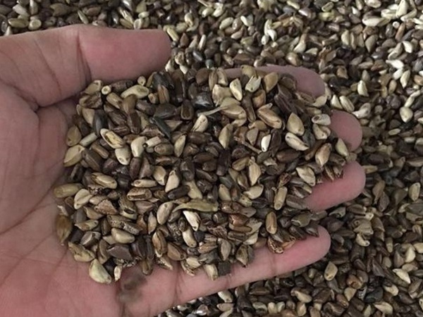 種植墨西哥玉米有這幾個要點(diǎn)，掌握好這幾個要點(diǎn)獲得高產(chǎn)量