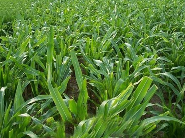 高產牧草墨西哥玉米好種植嗎?種植方法是什么? 高產牧草墨西哥玉米好種植嗎?種植方法是什么?