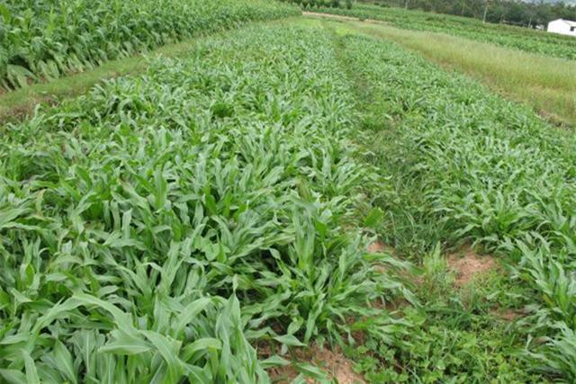 墨西哥飼用玉米種植有何技術(shù)特點(diǎn)？