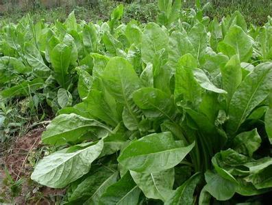 優(yōu)質(zhì)牧草推薦---菊苣基本介紹 優(yōu)質(zhì)牧草推薦---菊苣基本介紹