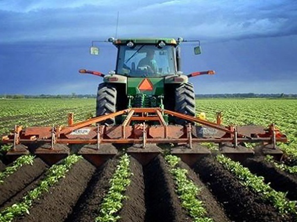 種植菊苣搞養殖技術是什么可以提高產量