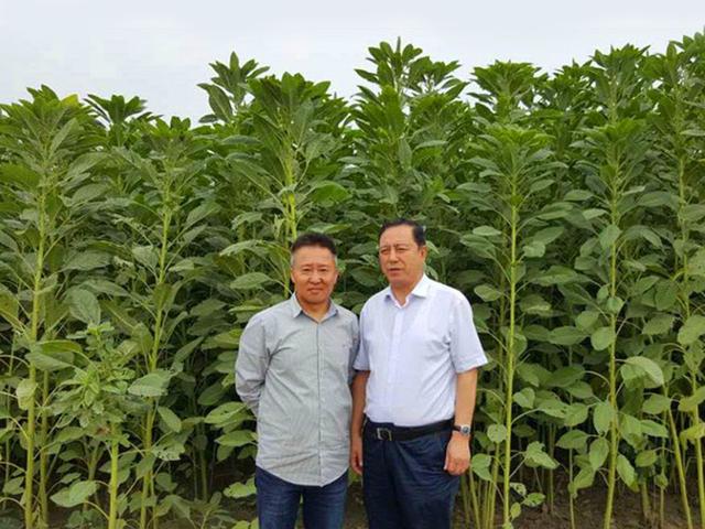 籽粒莧的飼用價值和種植方法管理技術 籽粒莧的飼用價值和種植方法管理技術