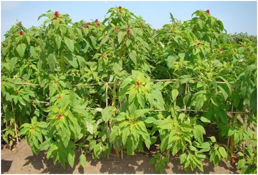 優質牧草——籽粒莧栽培管理技術與播種方法