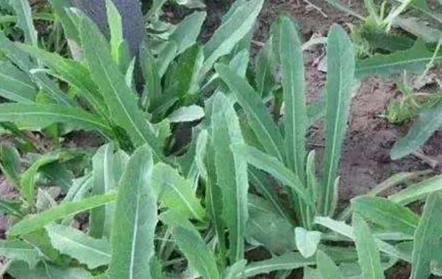 在田間小路看見的優(yōu)質(zhì)牧草-苦荬菜種植技術(shù)及品種價值 