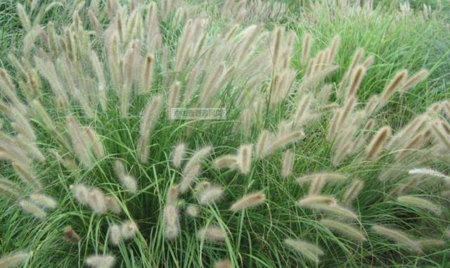 狗尾巴草用途居然還有這么多的