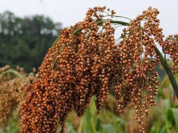 甜高粱簡單如何播種，播種方法是什么？