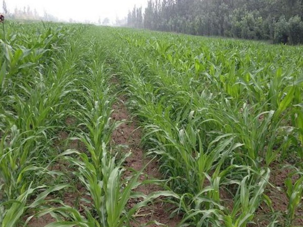 甜高粱的種植方法有哪些,你了解多少? 甜高粱的種植方法有哪些,你了解多少?
