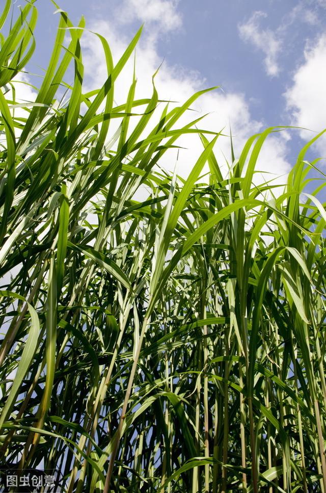 皇竹草該如何種植？多少度下會(huì)被凍死？應(yīng)該注意什么？