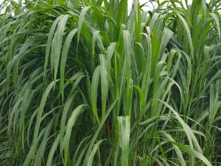 皇竹草可以養(yǎng)豬嗎?皇竹草牧草種子優(yōu)點有哪些? 皇竹草可以養(yǎng)豬嗎?皇竹草牧草種子優(yōu)點有哪些?