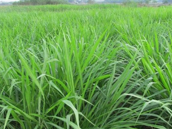 皇竹草養(yǎng)牛，種植皇竹草牧草一畝地可以養(yǎng)殖多少牛？