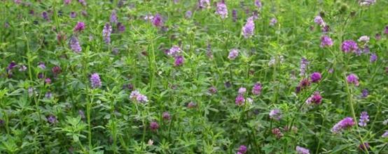 紫花苜蓿草如何種植，紫花苜蓿種植需要幾個步驟？