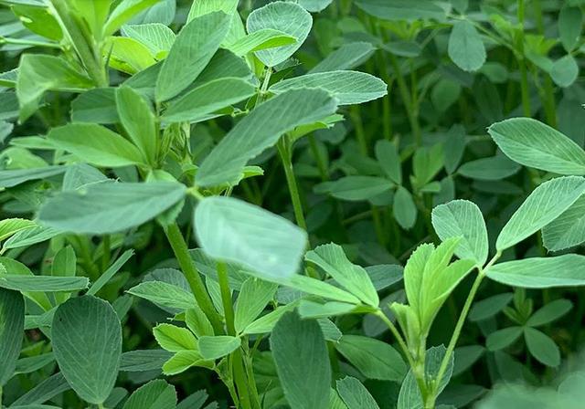 紫花苜蓿的高效栽培管理方法和加工技術(shù) 紫花苜蓿的高效栽培管理方法和加工技術(shù)