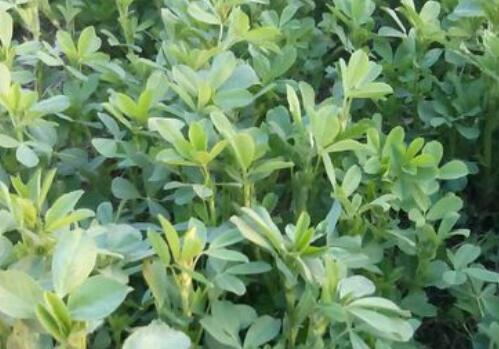 目前紫花苜蓿價(jià)格大概需要多少錢一噸?種植技術(shù)要點(diǎn)有哪些? 目前紫花苜蓿價(jià)格大概需要多少錢一噸?種植技術(shù)要點(diǎn)有哪些?